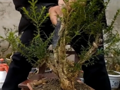 黄杨盆景修剪蟠扎造型技巧