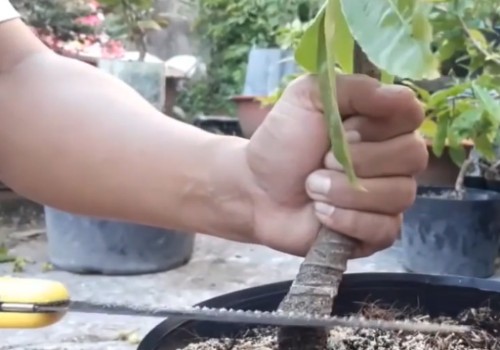 石榴老桩怎么拿弯2