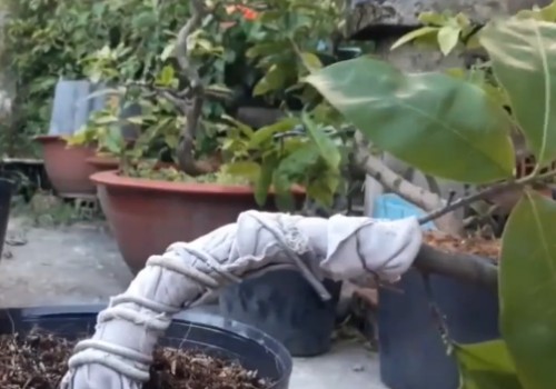 石榴老桩怎么拿弯