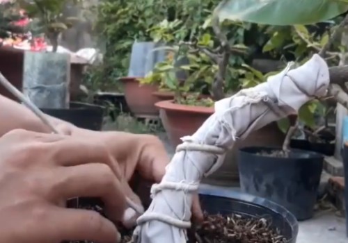 石榴老桩怎么拿弯4