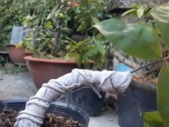 石榴老桩怎么拿弯