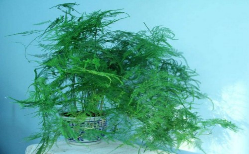 盆栽文竹长出长藤怎么造型