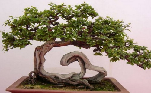 雀梅盆景怎么拿弯