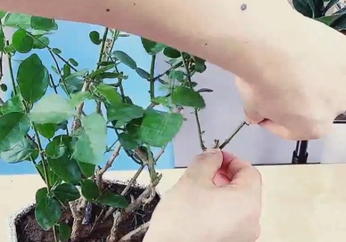 盆栽茉莉如何造型4