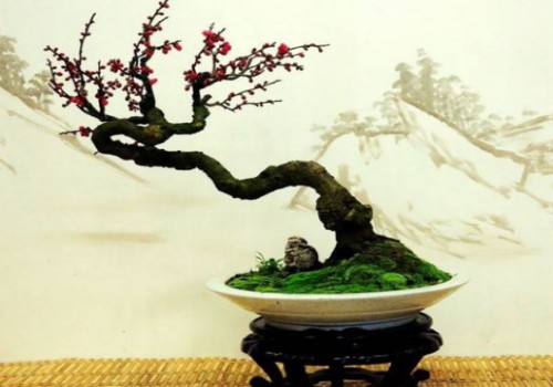 精品梅花盆景的造型