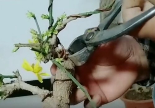 迎春花怎样用铁丝做造型