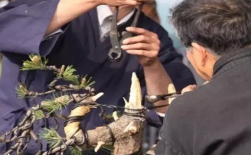盆景怎样破杆拿弯-大杆破杆拿弯技术6