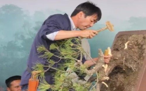 盆景怎样破杆拿弯-大杆破杆拿弯技术3