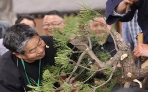 盆景怎样破杆拿弯-大杆破杆拿弯技术4