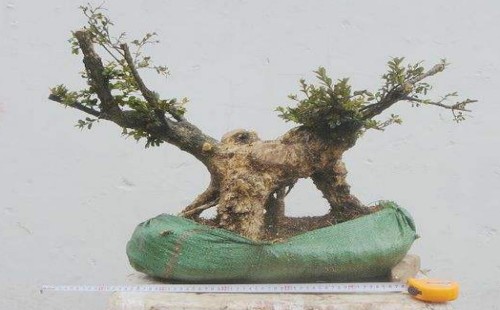 黄杨盆景枝干的取舍