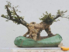 黄杨盆景枝干的取舍