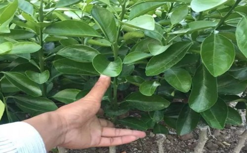黄皮树的幼树怎样整形