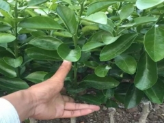 黄皮树的幼树怎样整形