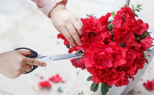 杜鹃花盆景怎么造型
