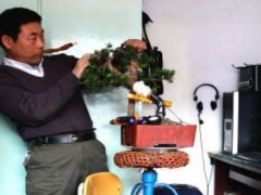 直杆罗汉松怎样造型