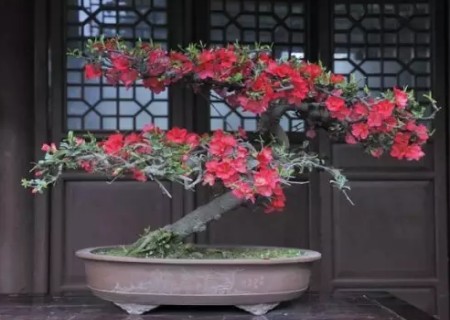 海棠花盆景造型方法2