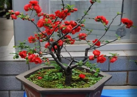 海棠花盆景造型方法1