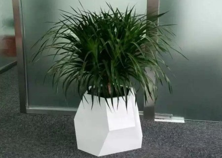 龙血树如何修剪整形