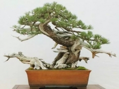 松树盆景造型技巧