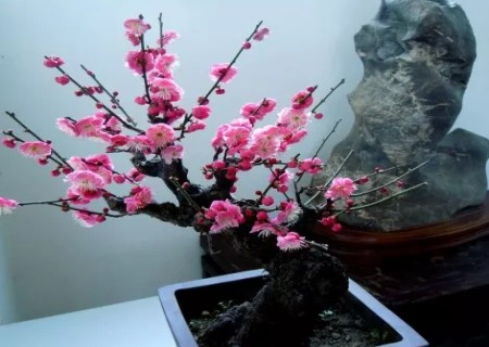 梅花盆景怎么造型