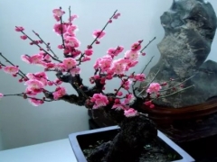 梅花盆景怎么造型