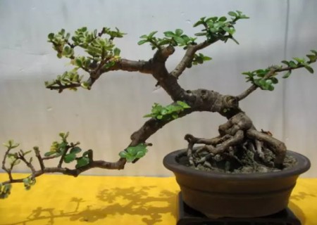 金枝玉叶幼苗怎样造型