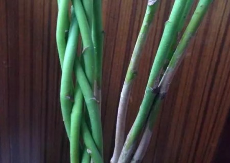 盆栽发财树怎么编辫子3