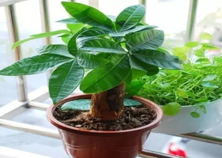 盆栽发财树怎么编辫子1