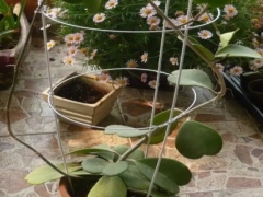 盆栽球兰花怎样搭架子