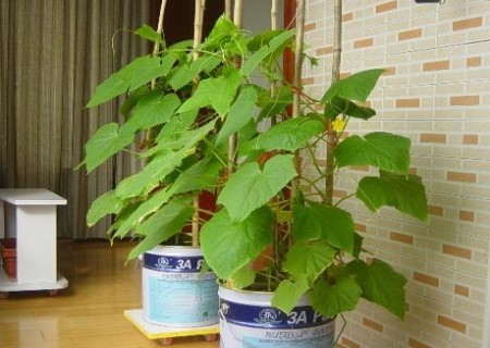 盆栽黄瓜架子怎样搭图1