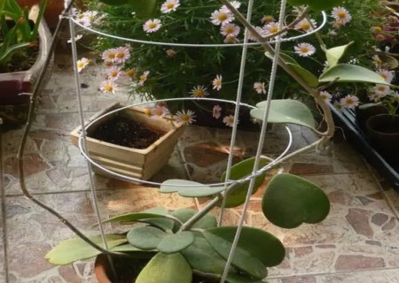 盆栽球兰花怎样搭架子1