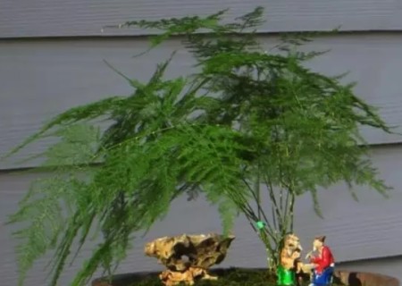 盆景文竹怎样修剪好看