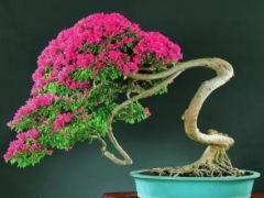 三角梅叶子花盆景造型技术