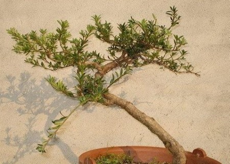 罗汉松盆景造型图解1