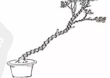 文人树盆景造型图解4