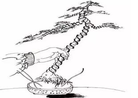 文人树盆景造型图解8