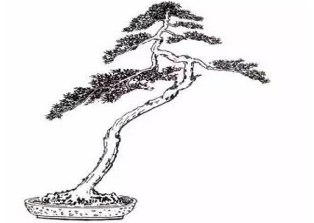文人树盆景造型图解9
