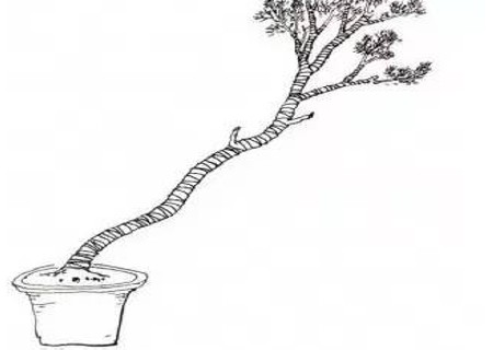 文人树盆景造型图解3