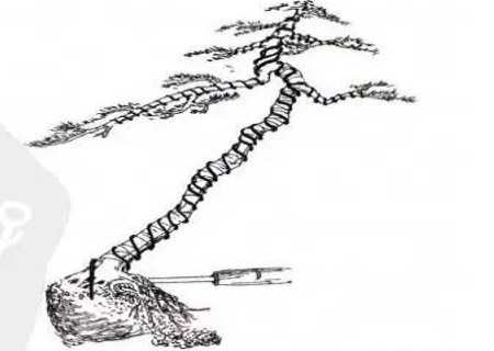 文人树盆景造型图解6