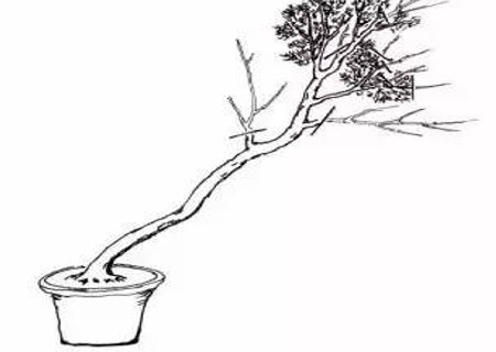 文人树盆景造型图解2