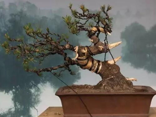 盆景造型拿弯技巧1