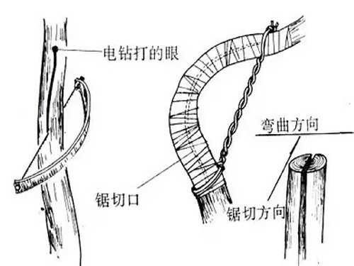 盆景拿弯技术图解19
