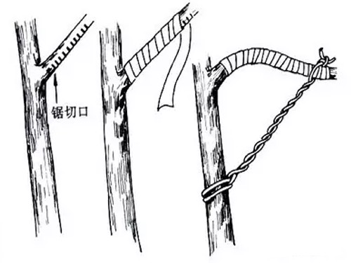 盆景拿弯技术图解7