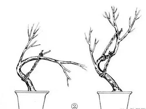 盆景拿弯技术图解11