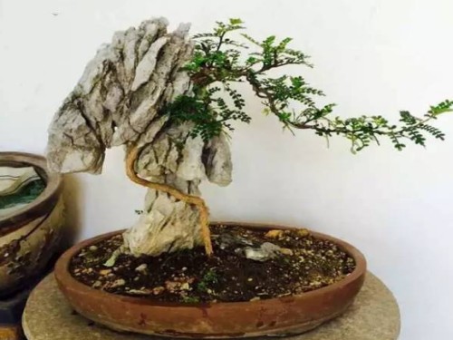 盆景蟠扎方法与技巧