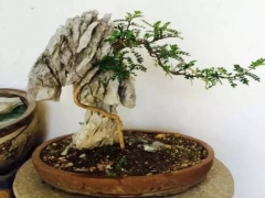 盆景蟠扎方法与技巧
