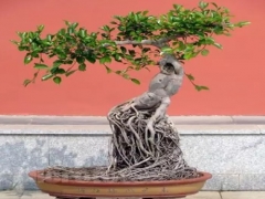 榕树盆景气根嫁接法