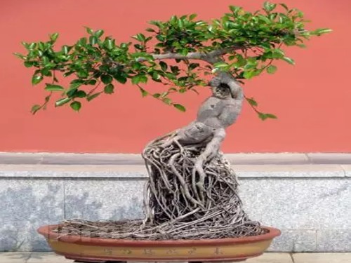 榕树盆景气根嫁接法