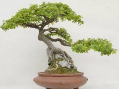 榔榆盆景的造型方法