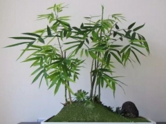 竹子盆景矮化造型技巧